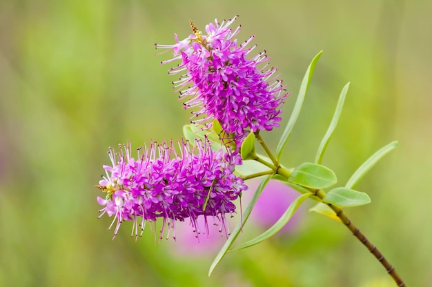 Espiga de flor rosa