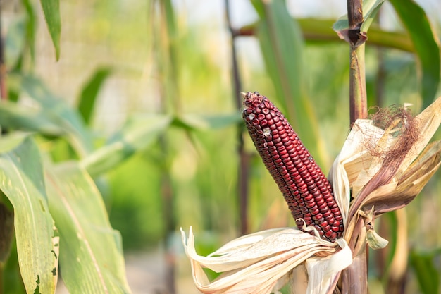 Espiga de maíz rojo con los granos aún unidos a la mazorca en un campo de maíz orgánico.