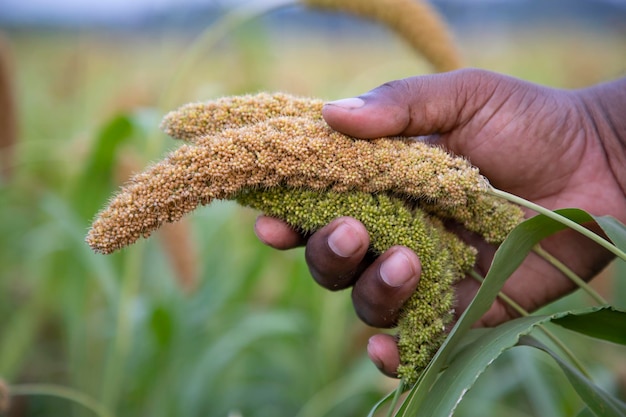 Espiga de mijo de mano en el campo de cosecha agrícola