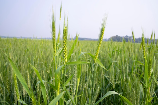 Espiga de trigo con un fondo borroso en el campo Enfoque selectivo