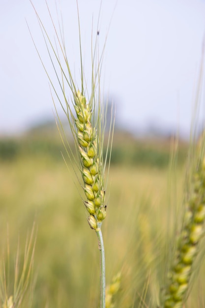 Espiga de trigo con un fondo borroso en el campo Enfoque selectivo