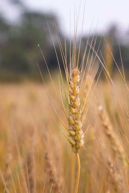 Espiga de trigo con un fondo borroso en el campo Enfoque selectivo