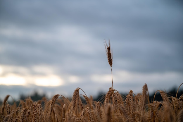 Espiga de trigo que sobresale del campo de plantación