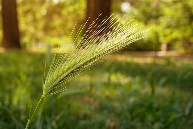 Espiga de trigo verde en el parque