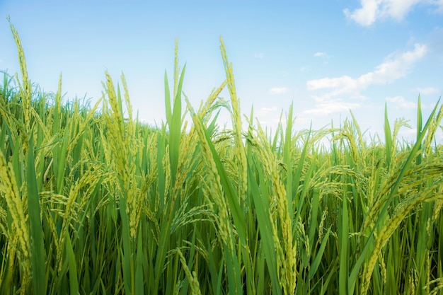 Espigas de arroz en campo con el cielo azul.