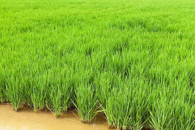 Espigas de arroz en campo para cosechar