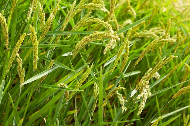 Espigas de arroz en campo para cosechar