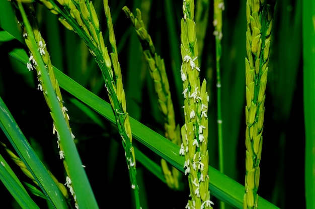 Las espigas de arroz cerca de la cosecha.