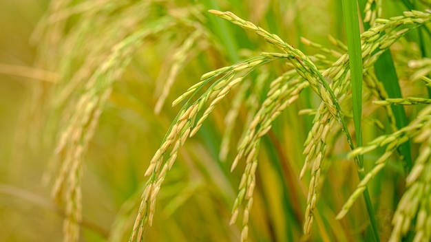 espigas de arroz listas para ser cosechadas