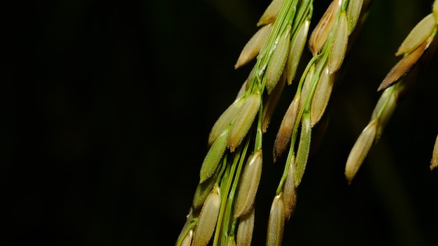 Las espigas de arroz que están a punto de ser cosechadas