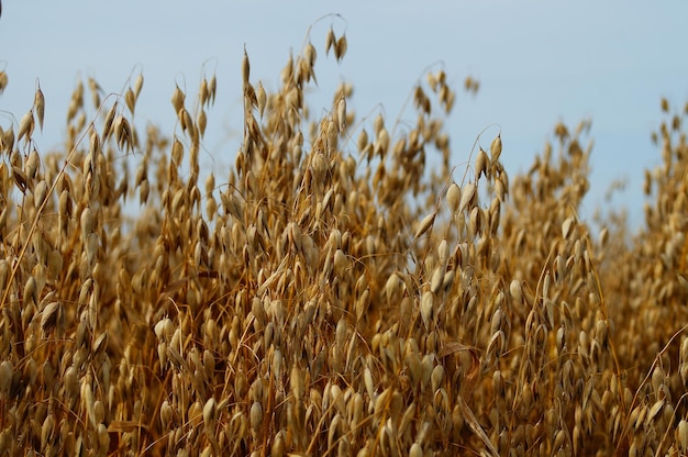 Espigas de avena maduras en un campo