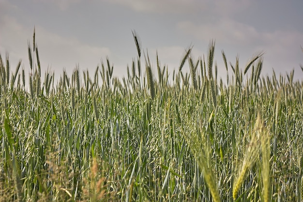 Espigas de cebada en un campo de cultivo, agricultura en Italia.