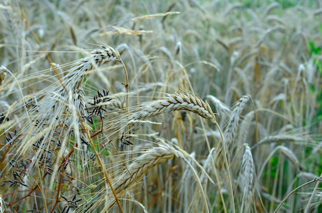 espigas de centeno maduras en el campo