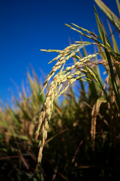 Foto espigas de arroz douradas em árvore reic em campos de arroz