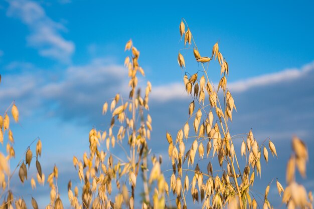 espigas de aveia madura no campo de verão no céu azul com fundo de nuvens. dia ensolarado. fechar a imagem.