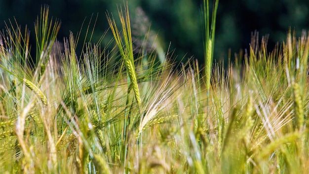 Espigas de centeio de colheitas de grãos em closeup Imagem de fundo