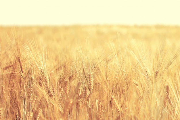 Espigas de centeio estão crescendo em um campo agrícola.