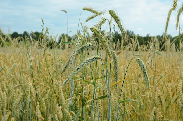 espigas de centeio maduras em um campo sob o sol