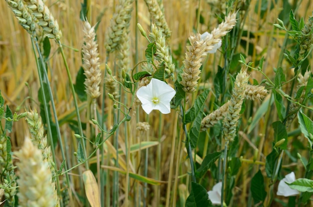 espigas de centeio maduras em um campo sob o sol