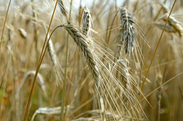 espigas de centeio maduras no campo