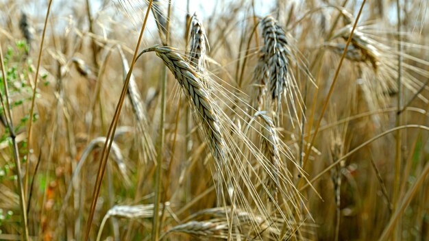 espigas de centeio maduras no campo