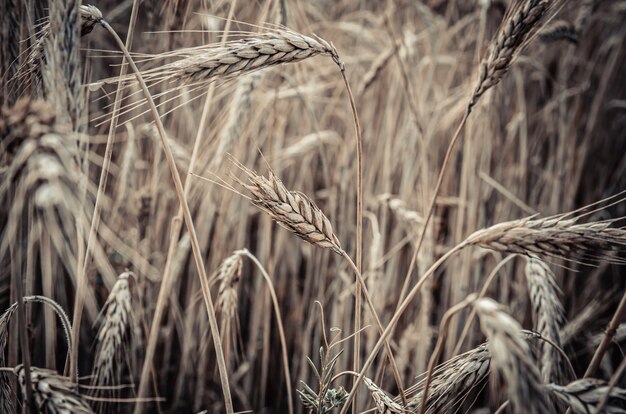 espigas de centeio maduras no campo