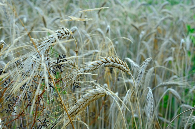 espigas de centeio maduras no campo