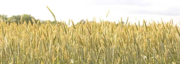 Espigas de centeio ou trigo em um campo agrícola semeado com cereais