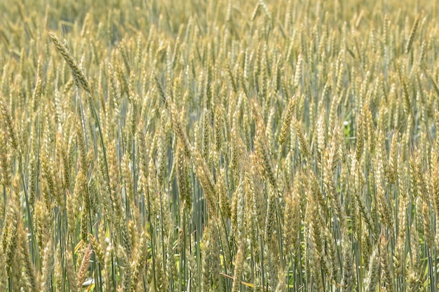 Espigas de centeio ou trigo em um campo agrícola semeado com cereais