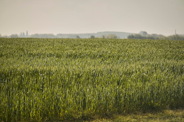 Espigas de cevada em um campo de cultivo, agricultura na Itália.