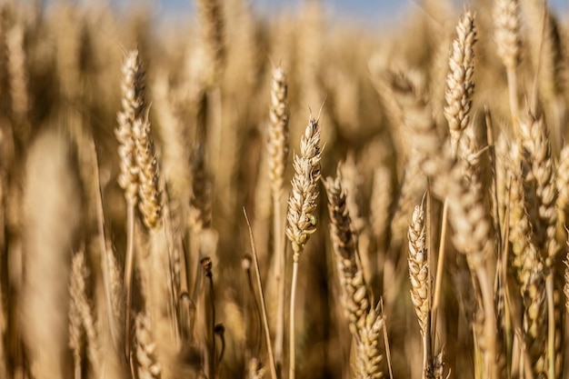 Espigas de cevada madura orgânica no campo