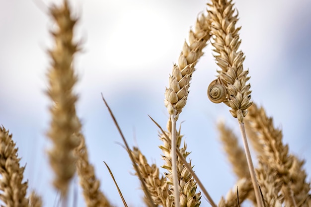 Espigas de cevada madura orgânica no campo