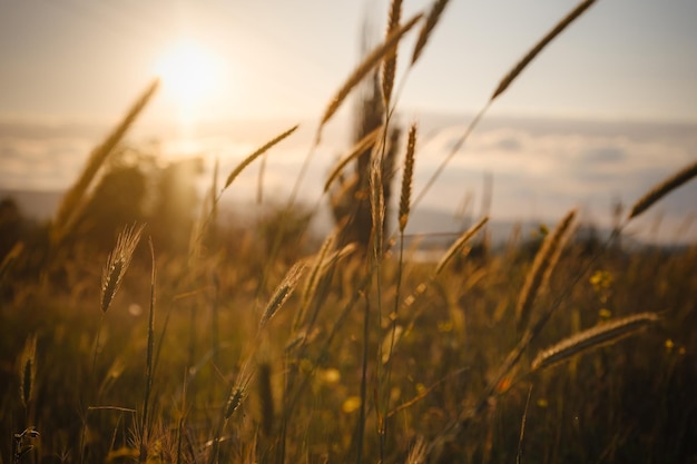 Espigas de grama ao pôr do sol no campo fecham