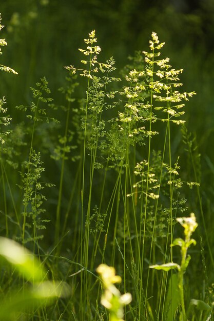 Espigas de grama de trigo em fundo de verão com luz de fundo