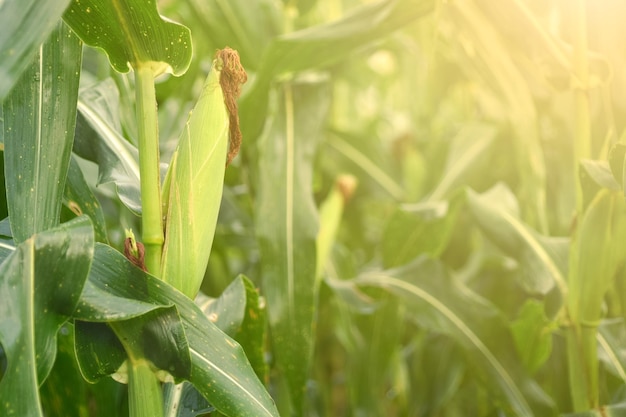 Espigas de milho e folhas verdes no campo de milho