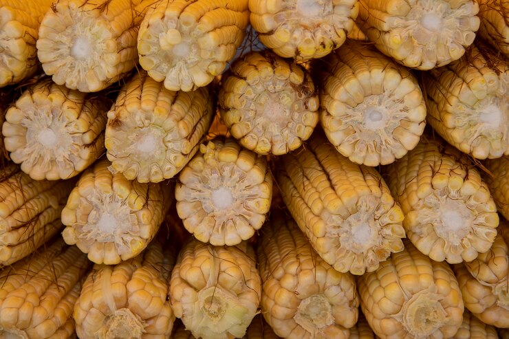 Foto espigas de milho maduras no mercado ao ar livre.