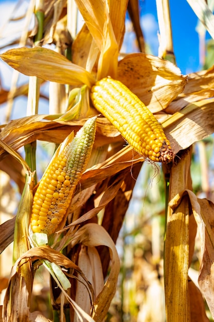 Espigas de milho maduro suculento no campo closeup A colheita agrícola mais importante do mundo Colheita de milho Cultivo de alimentos Uma colheita abundante