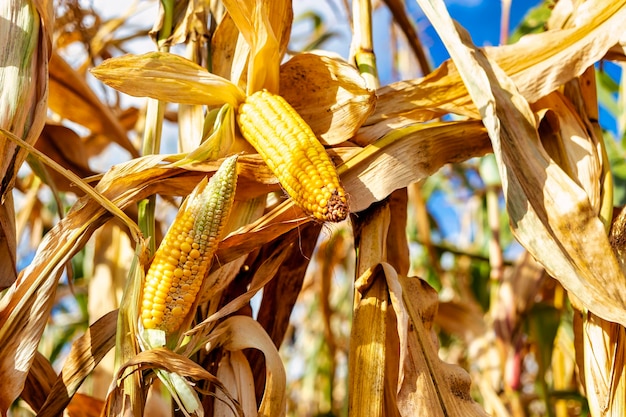 Espigas de milho maduro suculento no campo closeup A colheita agrícola mais importante do mundo Colheita de milho Cultivo de alimentos Uma colheita abundante