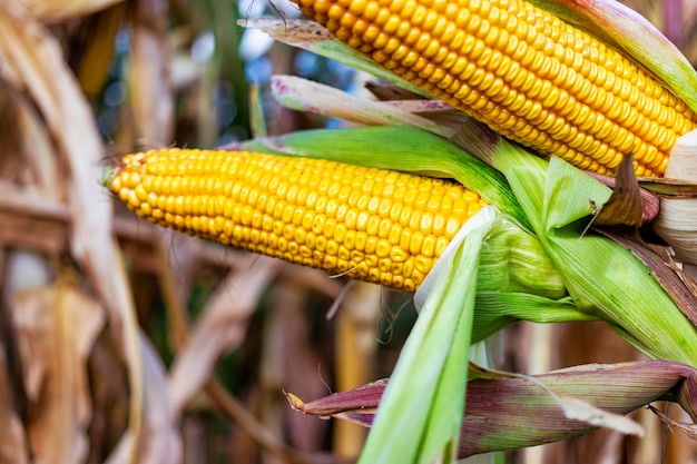 Espigas de milho maduro suculento no campo closeup A colheita agrícola mais importante do mundo Colheita de milho Cultivo de alimentos Uma colheita abundante