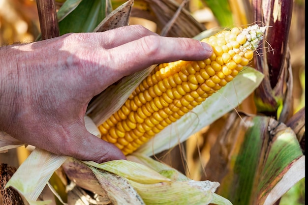 Espigas de milho maduro suculento no campo closeup A mão de um homem verifica o milho A colheita agrícola mais importante do mundo Colheita de milho