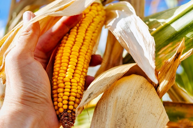 Espigas de milho maduro suculento no campo closeup a mão de um homem verifica o milho a colheita agrícola mais importante do mundo colheita de milho