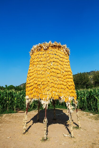 Foto espigas de milho na fachada de madeira tailândia