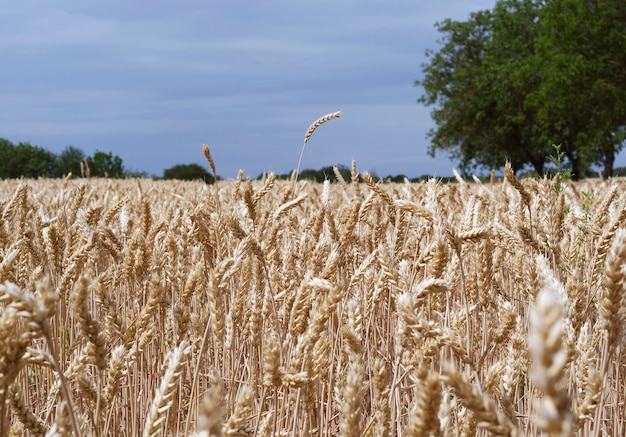 Espigas de trigo amarelo em um campo