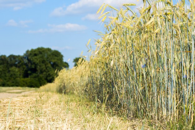 Espigas de trigo contra o céu