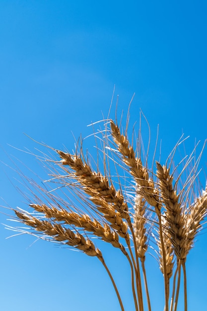 Foto espigas de trigo contra o fundo do céu azul