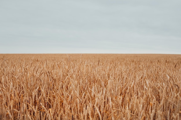 Espigas de trigo douradas no campo Importação de trigo