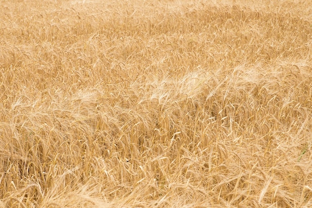 Espigas de trigo douradas no campo