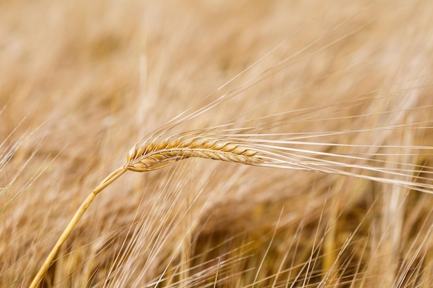 Espigas de trigo douradas no campo