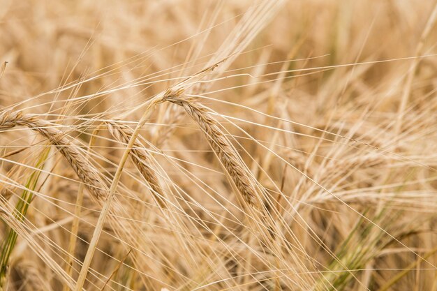 Espigas de trigo douradas no campo