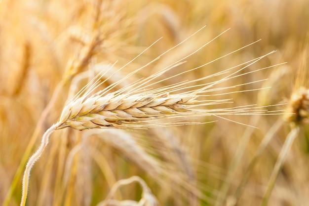 Espigas de trigo douradas no campo